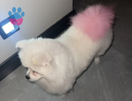 DİŞİ KÖPEGİME EŞ ARIYORUM