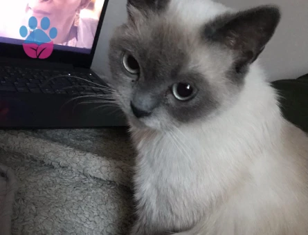 Kızıma Eş Arıyorum