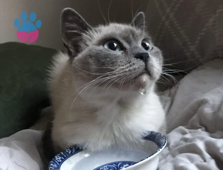 Kızıma Eş Arıyorum