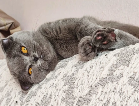 Kedi - 118975842