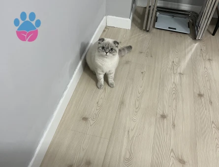 1 Yaşındaki Blue point scotish fold kırması kızıma eş arıyorum