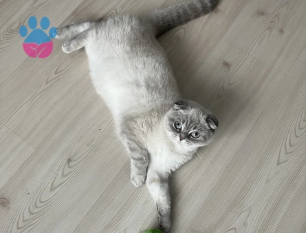 1 Yaşındaki Blue point scotish fold kırması kızıma eş arıyorum