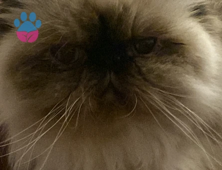 İran Kedisi cücü eş arıyor