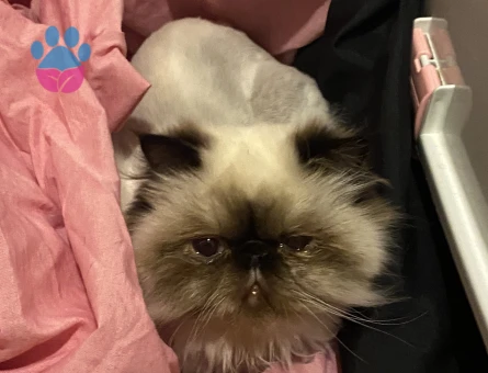 İran Kedisi cücü eş arıyor