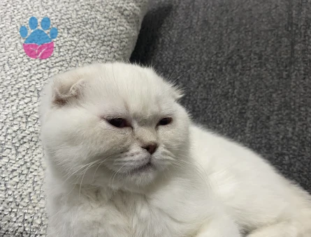 Scottish Fold Silver Shorthair