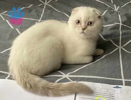Scottish Fold Silver Shorthair
