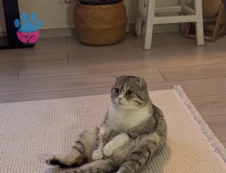 scottish Erkek kedi eş arıyoruz