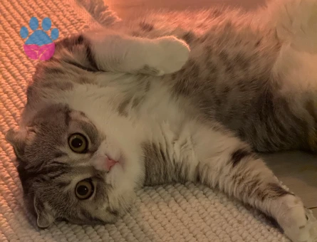 scottish Erkek kedi eş arıyoruz