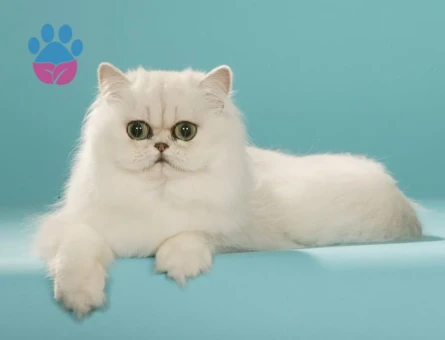 İran Scottish Fold Dİşi kedi