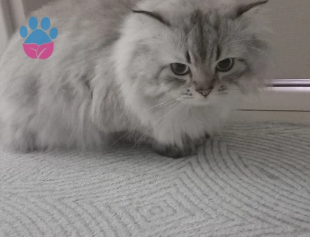 Biritish longhair Oğlumuza Eş Arıyoruz