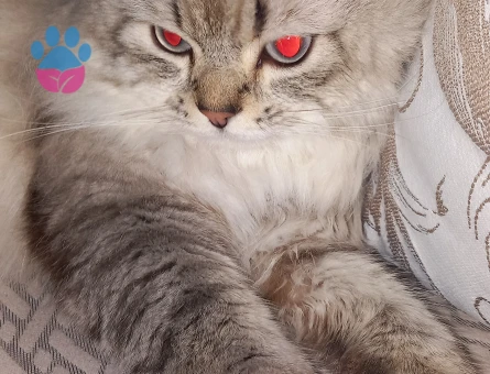 Biritish longhair Oğlumuza Eş Arıyoruz