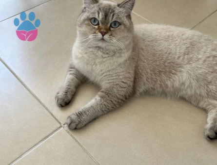 British Shorthair Colorpoint Oğlumuza Eş Arıyoruz