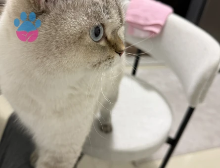 British Shorthair Colorpoint Oğlumuza Eş Arıyoruz