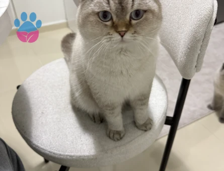 British Shorthair Colorpoint Oğlumuza Eş Arıyoruz