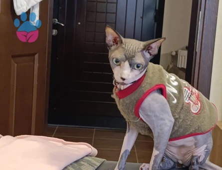 Sfenks Oğlumuza Eş Arıyoruz