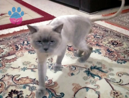 Bezhat kraliçesini ariyor