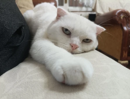 Scottish Fold Oğluma Eş Arıyorum - 118967113