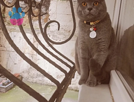 British Shorthair 1 Yaşında Erkek Kedim Eş Arıyor