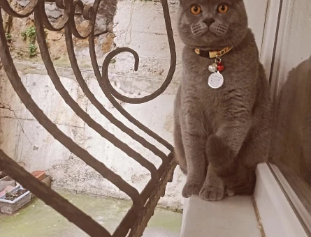 British Shorthair 1 Yaşında Erkek Kedim Eş Arıyor - 118967116