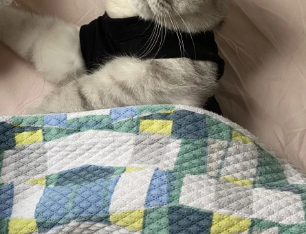 British shorthair silver erkek kedi - 118967118