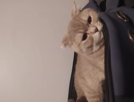 Scottish Fold Kedime Eş Arıyorum 10 Aylık - 118967119