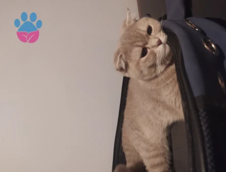 Scottish Fold Kedime Eş Arıyorum 10 Aylık