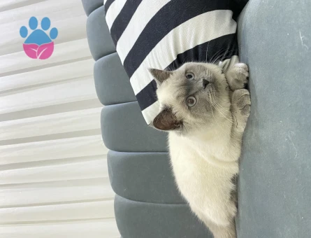 BRİTİSH BLUEPOİNT KIZIMA EŞ ARIYORUM