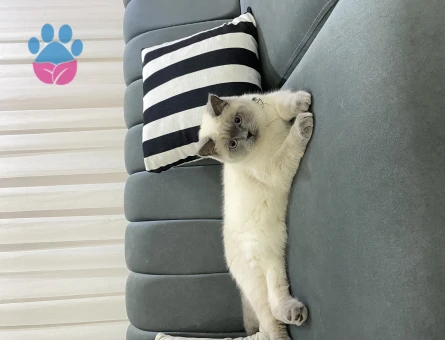 BRİTİSH BLUEPOİNT KIZIMA EŞ ARIYORUM