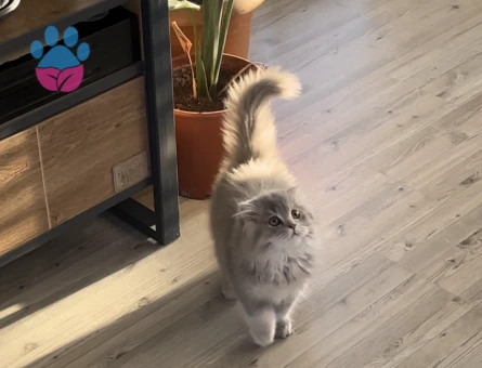 Scottish Fold Oğlumuza Eş Arıyoruz