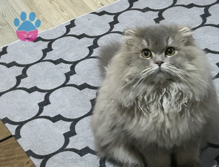 Scottish Fold Oğlumuza Eş Arıyoruz