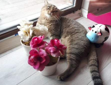 British Shorthair Paşama Tatlı Bir Eş Arıyoruz - 118967169