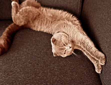 Scottish Fold 11 Aylık Kedim Eş Arıyor - 118967170