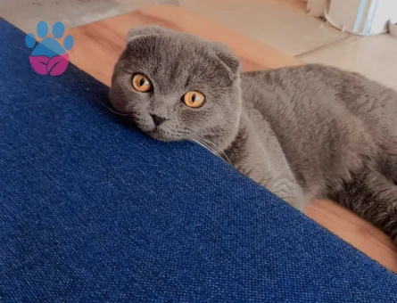 Scottish Fold 11 Aylık Kedim Eş Arıyor
