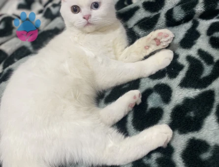 British Shorthair 10 Aylık Kızıma Eş Arıyorum