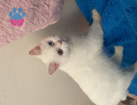 British Shorthair 10 Aylık Kızıma Eş Arıyorum