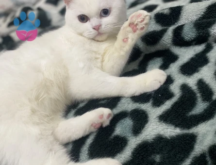 British Shorthair 10 Aylık Kızıma Eş Arıyorum