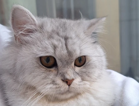 Sevimli kedimiz için eş arıyoruz🐱💖 - 118976602