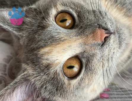 Erkek kedi arıyorum