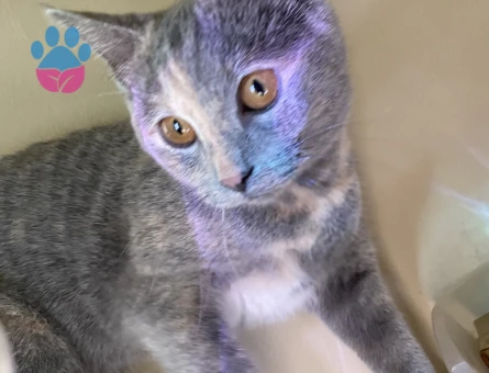 Erkek kedi arıyorum