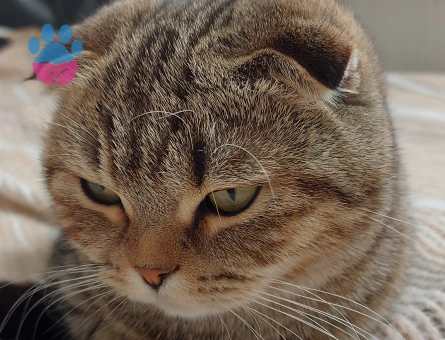 Scottish fold