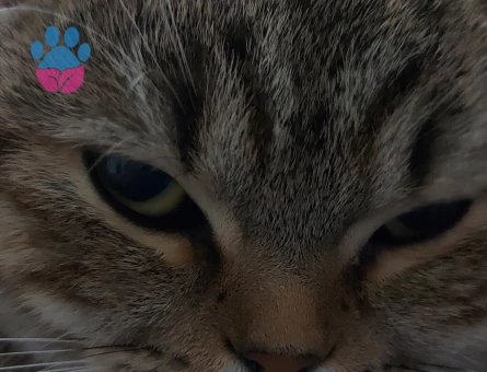Scottish fold