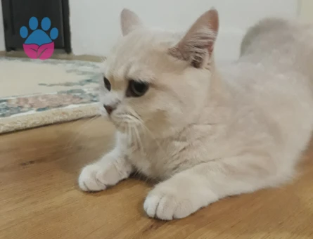 12 aylık dişi kedimize eş arıyoruz