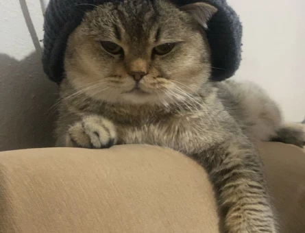 Erkek kedi - 118976615