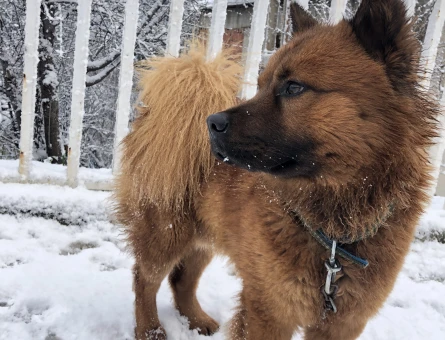 Köpeğime Eş arıyoruz - 118976616