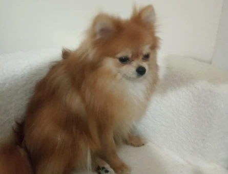 Pomerian Bo Köpeğim Kuki Eş Ariyorum - 118976618