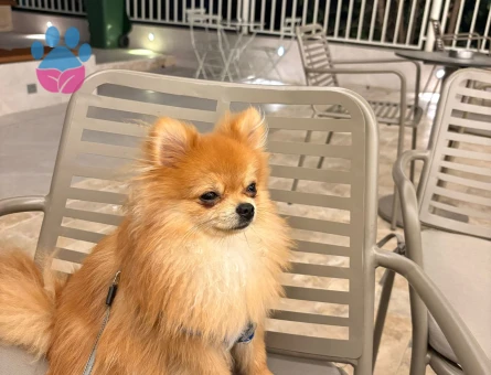 Pomerian Bo Köpeğim Kuki Eş Ariyorum