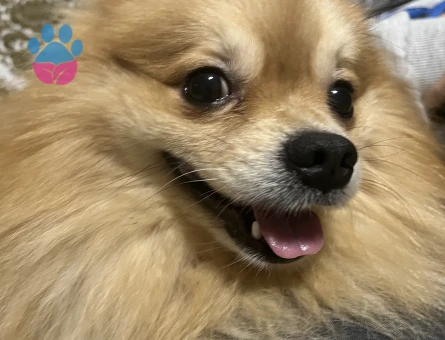 Pomerian erkek köpegimize es ariyoruz