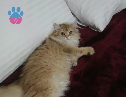 British golden long hair