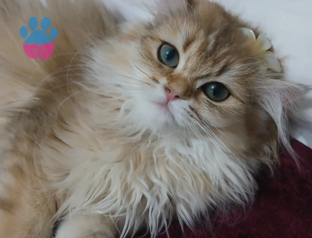 British golden long hair