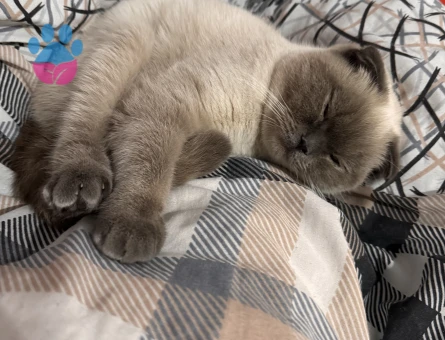 Scotish Fold 2 Yaşında Eş Arıyor